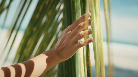 B roll - Close up woman hand gently touches the tropical coconut palm leaf swaying in the wind with sun light, Summer vacation concept, slow motion. : vidéo de stock