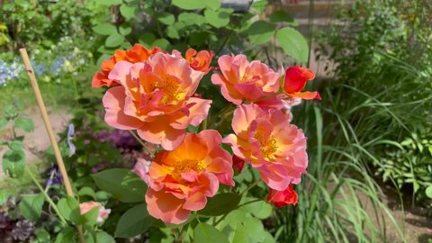 Orange, yellow and salmon color Modern Shrub Rose Arabia flowers in a garden in July 2021