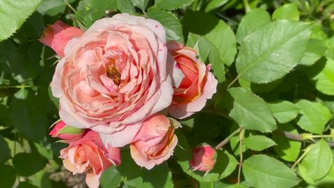 Apricot and pink color Large Flowered Climber Rose Barock flowers in a garden in July 2021