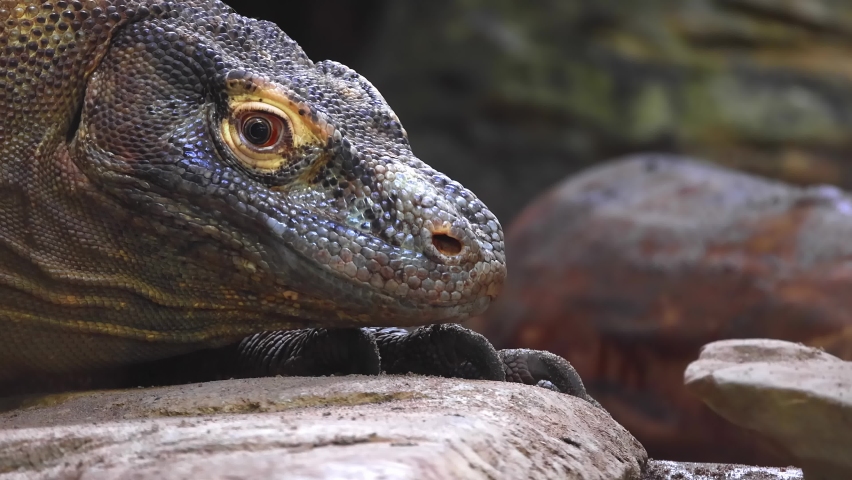 A Slow motion close up to a Komodo dragon getting its tongue out at night Royalty-Free Stock Footage #1090293963