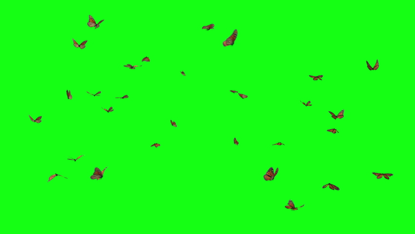 butterfly loop fly wind green