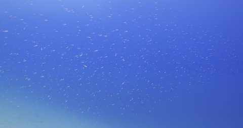 small juvenile fish school silversides slow motion with sun rays sun beams and sun shine underwater relaxing ocean scenery backgrounds
