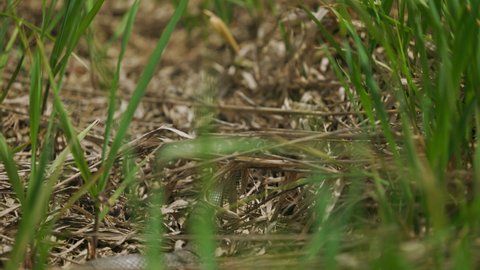 Snake advancing through the grass. Grass snake, common in Europe. also called ringed snake, latin name: Natrix. the snake moves from left to right