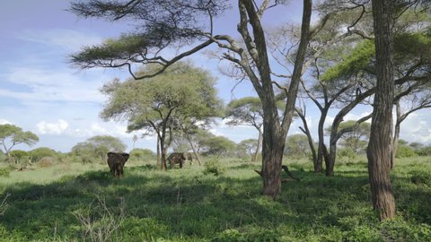 4K footage big African elephants grazing under exotic trees flapping their ears. Tarangire National Park landscape in Tanzania. Environment, animals footage.