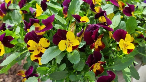 Purple, yellow and white tricolor pansies bloom in a flower bed in the garden. Blooming garden pansies