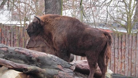 Close-up of the big bison. European bison