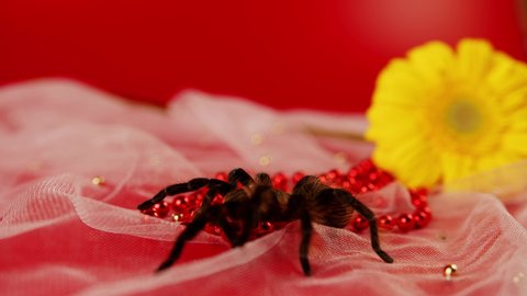 Big spider crawling on veil. Shaggy tarantula on red background. Close up