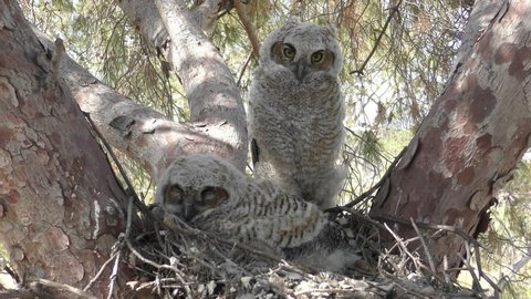 Cute Great-horned Owl Young Chicks Owlets in Nest
