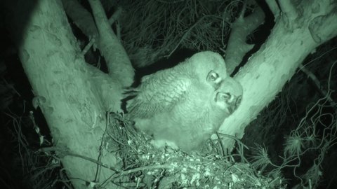 Great-horned Owl Young Owlets at Nest at Night in Infra-red