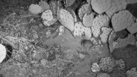 Packrat and Prickly Pear Cactus in Sonoran Desert at Night