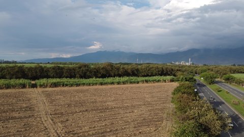 Sugar cane farm drone view