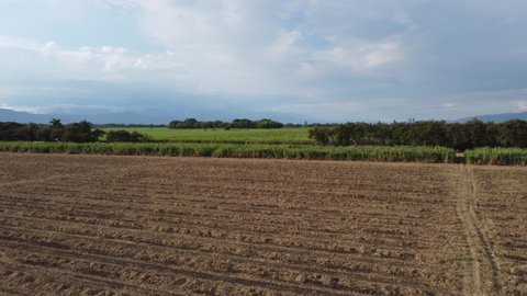 Sugar cane farm drone view