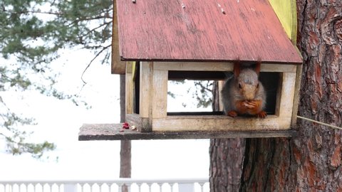 cute squirrel eats a nut in a specially equipped tree house in a city park. Pigeon flew into the squirrel's house in search of food.