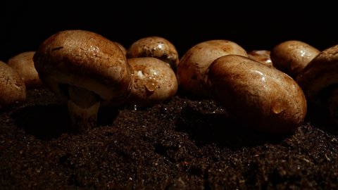 Watering of brown champignons mushrooms in farm.