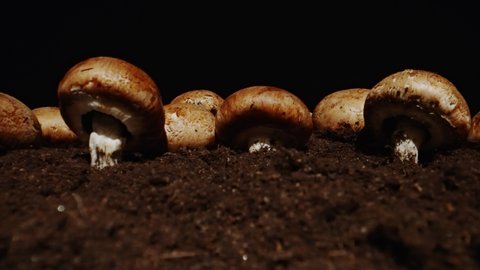 Cultivation of brown champignons mushrooms in farm.