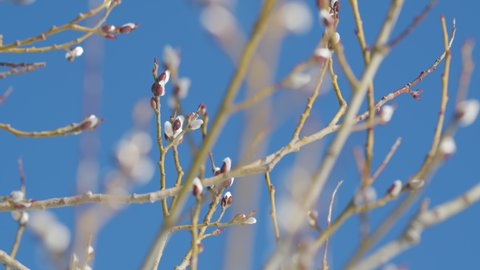 Young willow buds sway in wind. Branches of a willow trees start blossoming.
