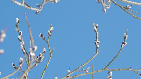 Willow branches with fluffy silvery buds sway. Spring willow tree against blue sky background.