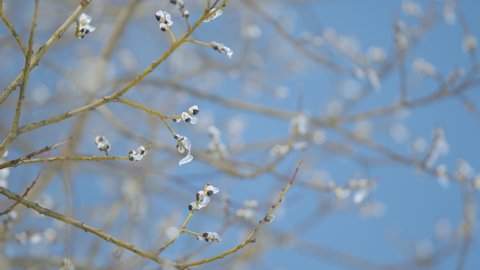 Willow tree ice covered in spring time. Blooming pussy willow bush. Blue sky on a background. Bokeh.