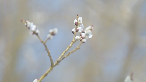 First days of spring. Pussy willow branch ice covered swaying slowly against blue sky background. Bokeh.