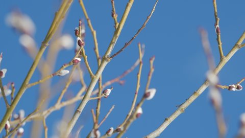 Fluffy pussy-willow buds bloom. Blue sky in background.