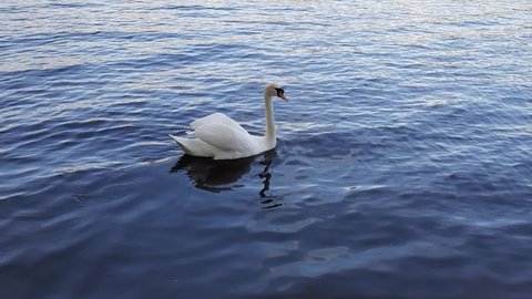White swans swimming in the lake. Close up footage of white swans swimming in the lake.