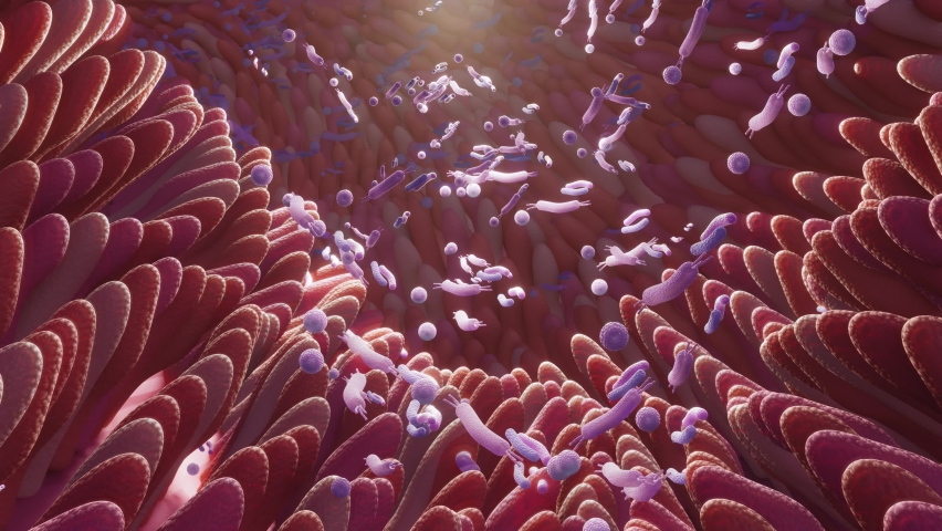Microbiome intestine factories and microbiota. Gut health 3d render. Microvilli with factories in intestine  | Shutterstock HD Video #1090304421