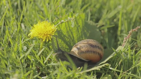 Snails in the grass. Snail in the garden. Snail in natural habitat. Snail farm.