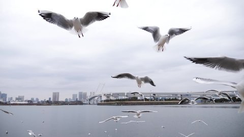 Flying seagulls hunting for food in slow motion. Rainbow bridge in the background, Odaiba, Tokyo. High quality FullHD footage.