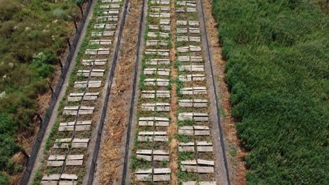 Snail farm. Top view boards on which snails grow on a snail farm outdoors. Flight over snail farming. Growing snails on a farm. Farm for growing edible snails on sunny day. Aerial drone view