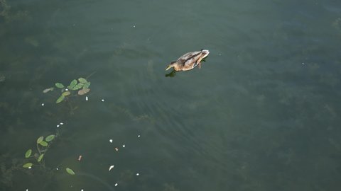 water ducks swimming in lake in sunny day, feeding mallard wild duck in pool. many water birds diving for white bread. orange legs of webbed feet rowing under water. 