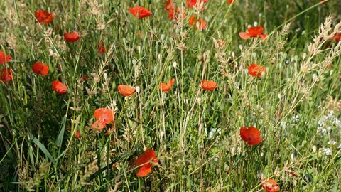Video of poppy field. Red  Papaver flowers. Natural floral background.