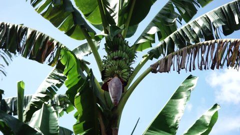 unripe banana tree fruit between the fresh and dry leaves