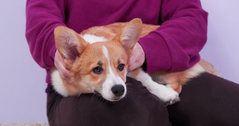 Lovely tired Welsh Corgi Pembroke or cardigan dog is resting, calmly lying on lap of owner and falling asleep, front view. Person massages neck and back of a beloved pet