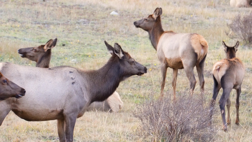 Herd Of Female Wild Elk Chewing Grass While Standing in Meadow At Rocky Mountain National Park, Colorado. - static