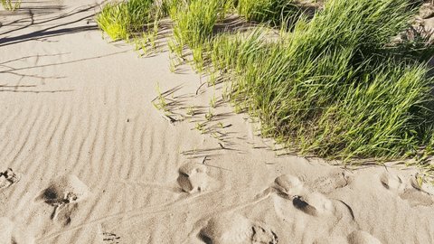 dunes on the beach at sunset, grass grows in the sand, footprints on the sand