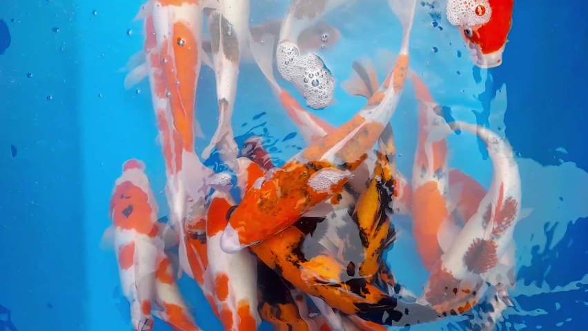 a group of koi fish with a bright color in the predominance of red color are swimming in the rushing water on a clear day