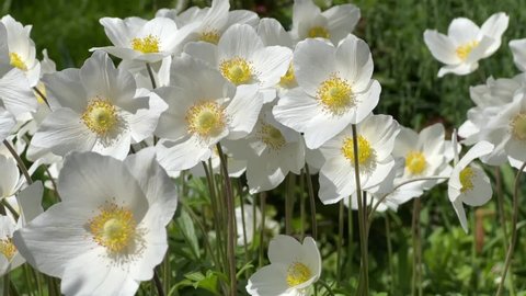 Beautiful white flowers anemone in garden.
