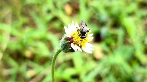 bee sucking nectar of weed flower