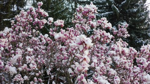 climate change snowfall in spring drone shot aerial view of a purple blooming liliiflora magnolia tree in a garden covered with fresh white snow camera flying upwards close to purple flowers with snow