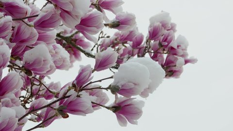 climate change snowfall in spring, close up of a purple blooming liliiflora magnolia tree in a garden covered with fresh white snow, camera panning right to left close up of a purple flower with snow