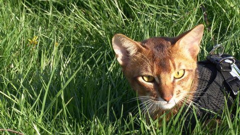 Closeup portrait of cute domestic abyssinian cat in green grass outdoors in park