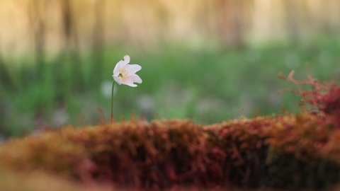 Forest spring flower Anemone nemorosa on a stone covered with moss, illuminated in the rays of sunset in bright orange. First spring flowers close up, soft selective focus, banner idea, 4k live video