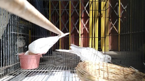 a white bird that is eating in a cage with some places exposed sun light