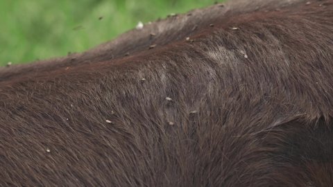 Annoying little flies on the animal's hair. Insects sitting on the brown hair of an animal.