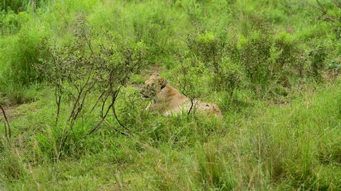 Lioness with a GPS transmitter around neck in nature reserve in Hluhluwe National Park South Africa