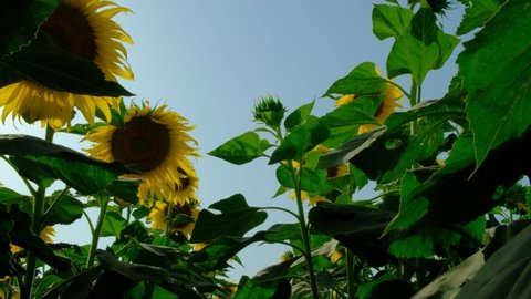 Sunflower. Sunflower field. Beautiful footage of sunflowers field. Close footage of sunflowers field. Blooming Sunflowers. Sunflowers 4k resolution footage. Sunflower production.