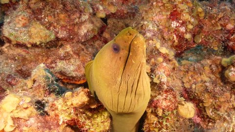 Seascape with Green Moray Eel, coral, and sponge in the coral reef of the Caribbean Sea, Curacao