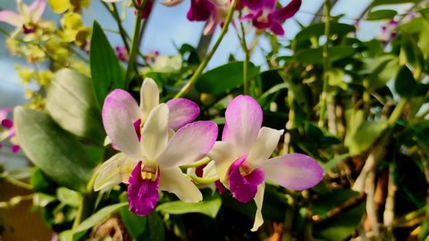 The beautiful blooming dendrobium orchid swayed in the wind. Dendrobium orchid flowers in natural light