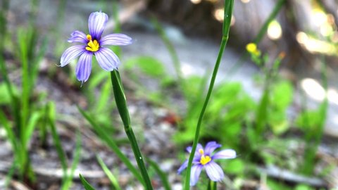 The Bermudiana (Sisyrinchium bermudiana), Bermuda's national flower, is a small member of the Iris Family.