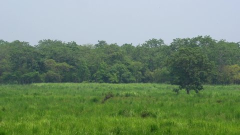 A high angle panning view of the grasslands in the Chitwan National Park in Nepal on a hazy day.